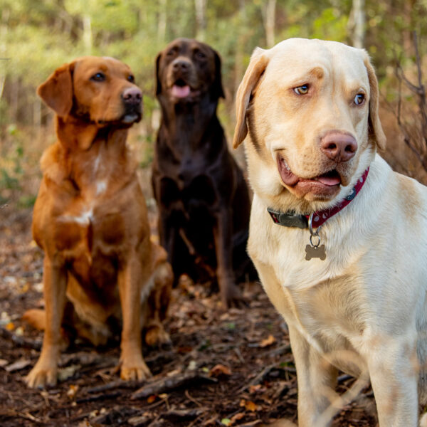 Pet Portraits in Norwich