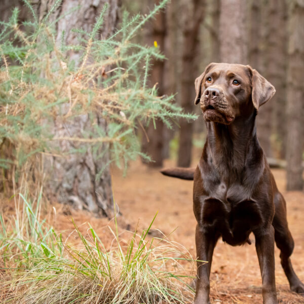 Pet Portraits in Norwich